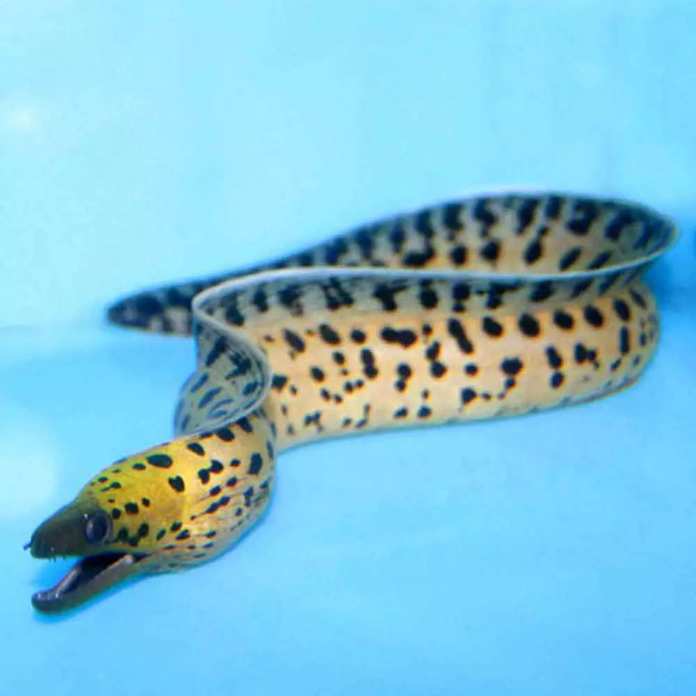 Goldenhead Moray