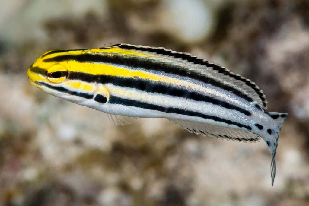 Grammistes Blenny