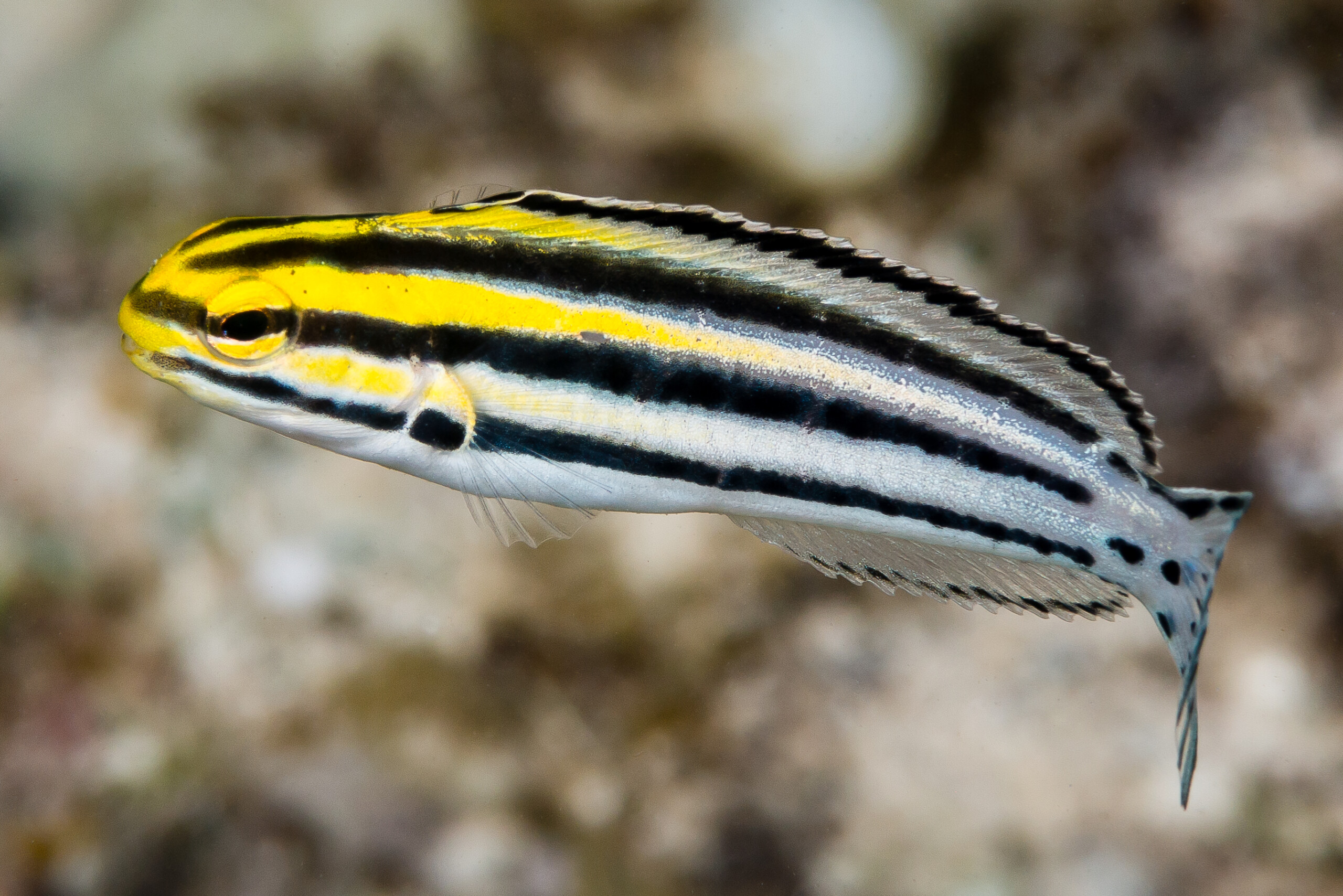 Grammistes Blenny