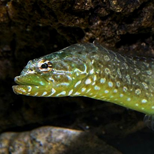 Green Wolf Eel