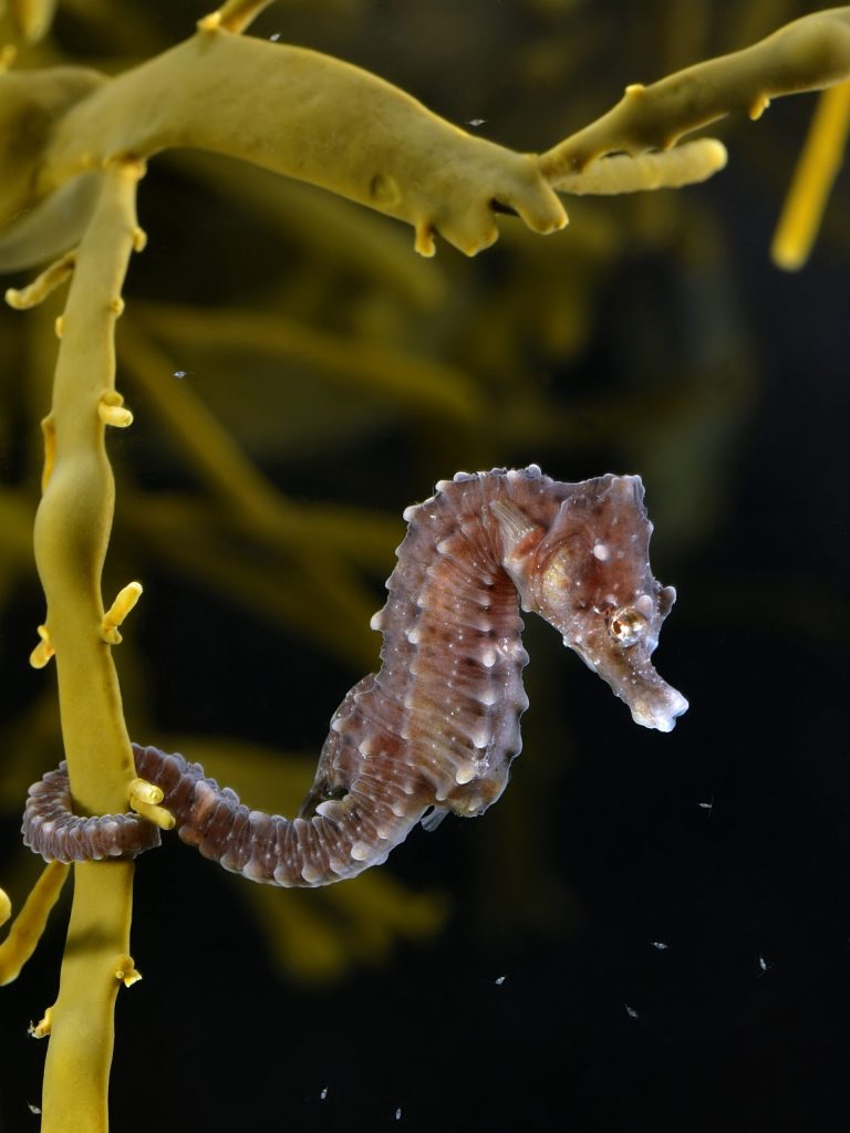 Short Snouted Seahorse