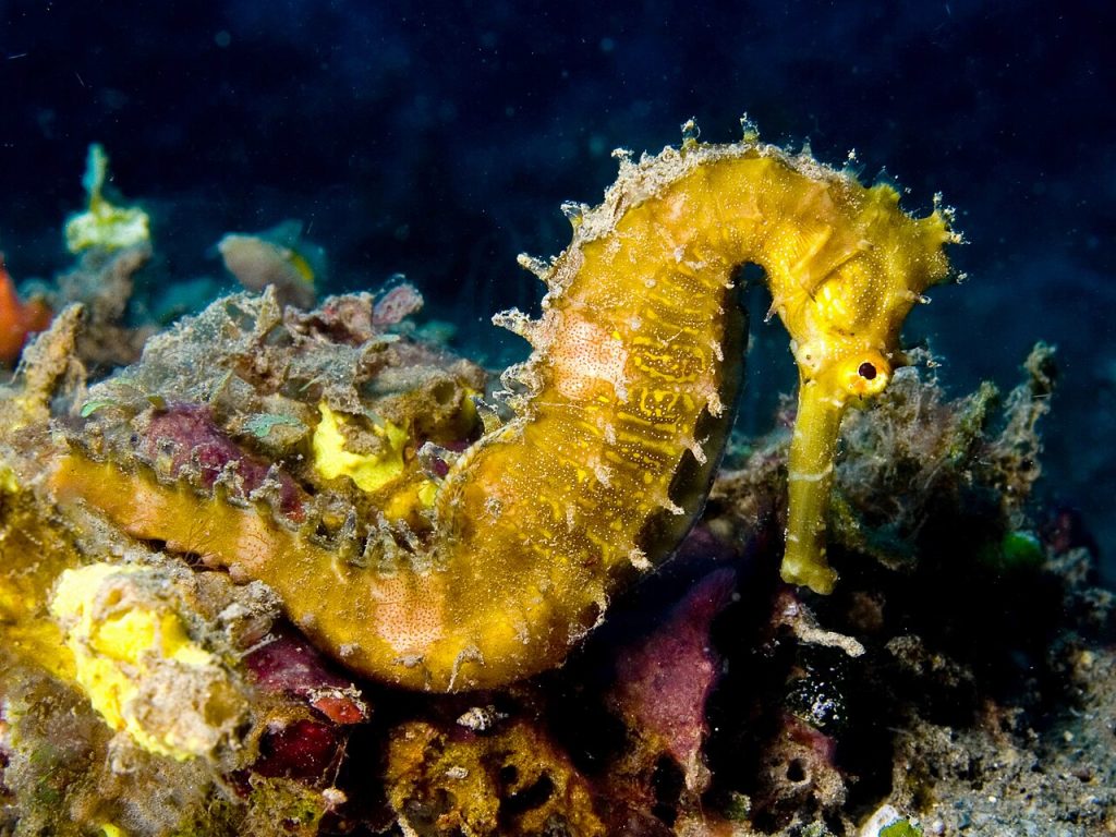 Thorny Seahorse