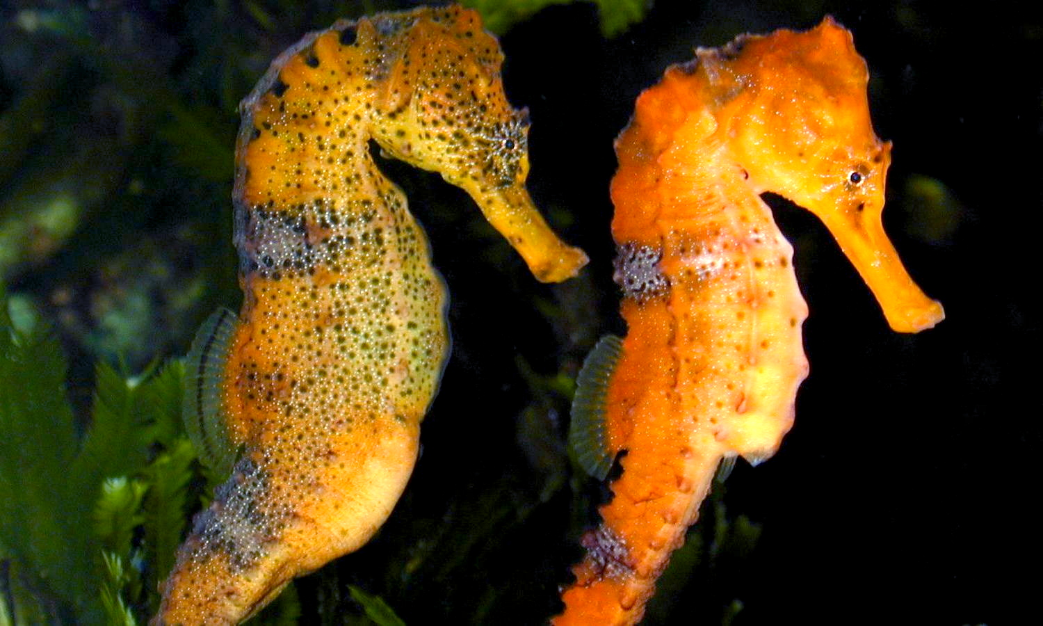 Brazilian Seahorse