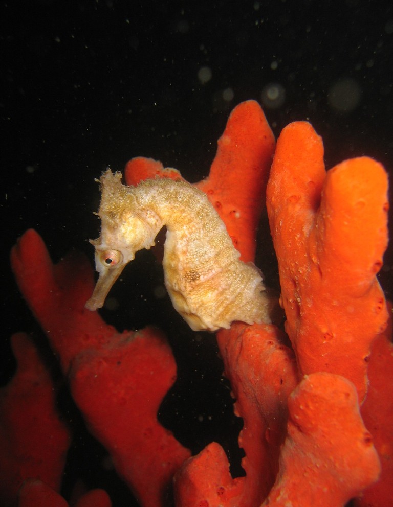 White’s Seahorse