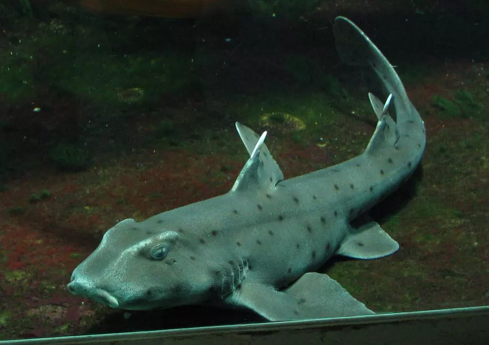 Horn Shark