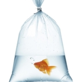 Fish Bags 6x16 - 2 mil 1000/ Box