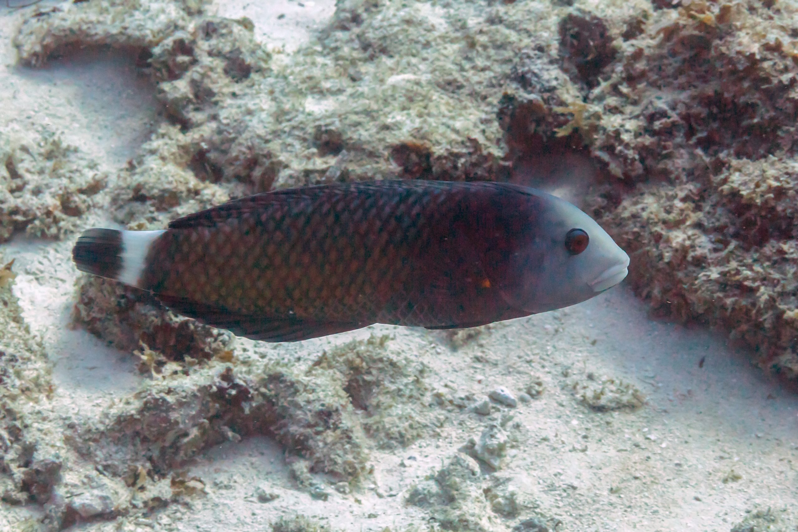 Dragon Wrasse Adult