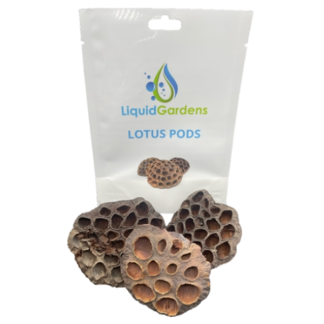 Liquid Gardens Lotus Pod 3 pk