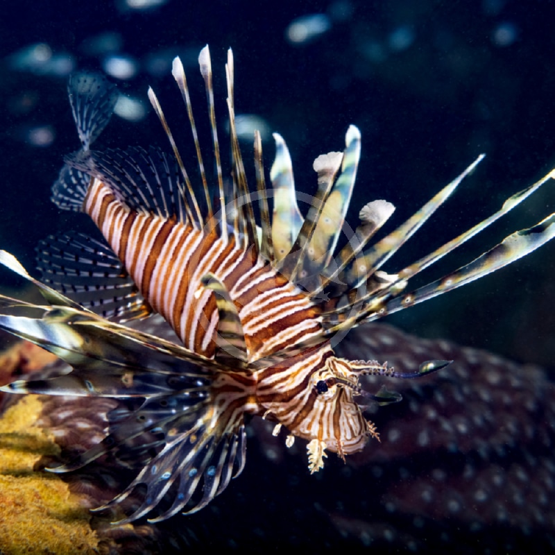 Lionfish