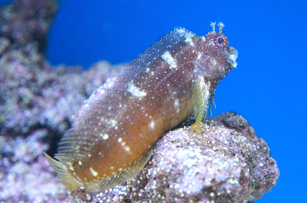Lawnmower Blenny