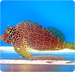 Leopard Blenny
