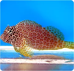 Leopard Blenny