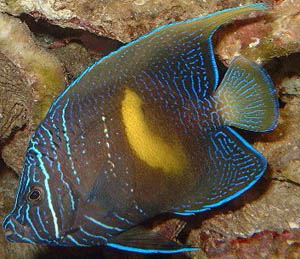 Maculosus Angel
