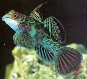 Green Mandarin Goby