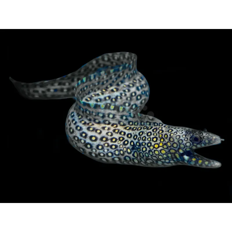 Mexican Dragon Eel