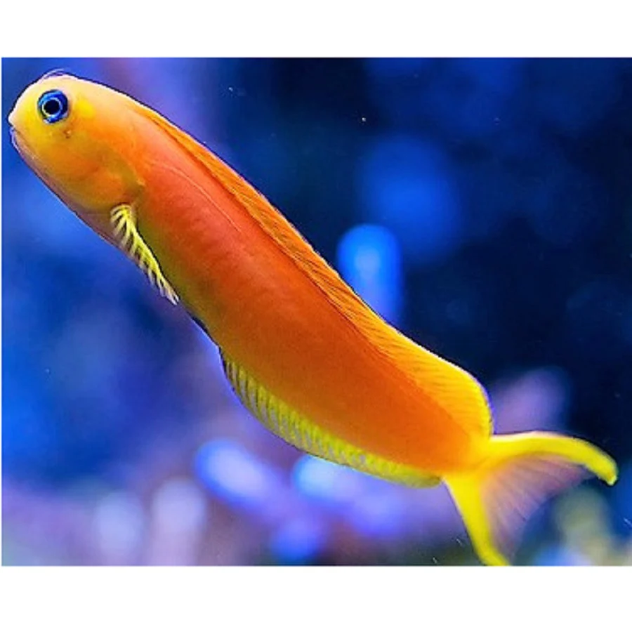 Midas Blenny
