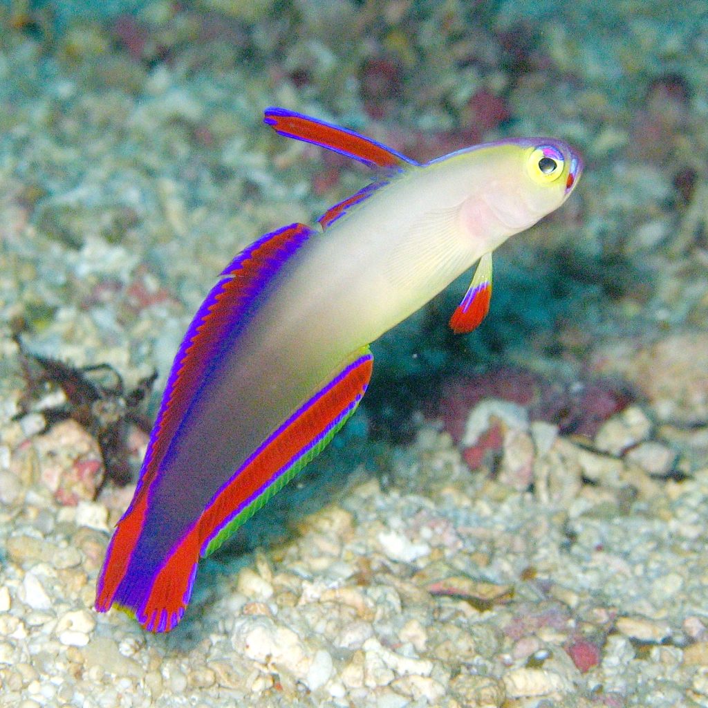 Purple Firefish Goby