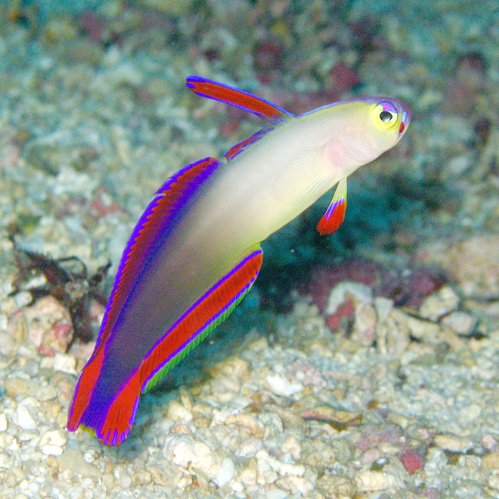 Purple Firefish Goby