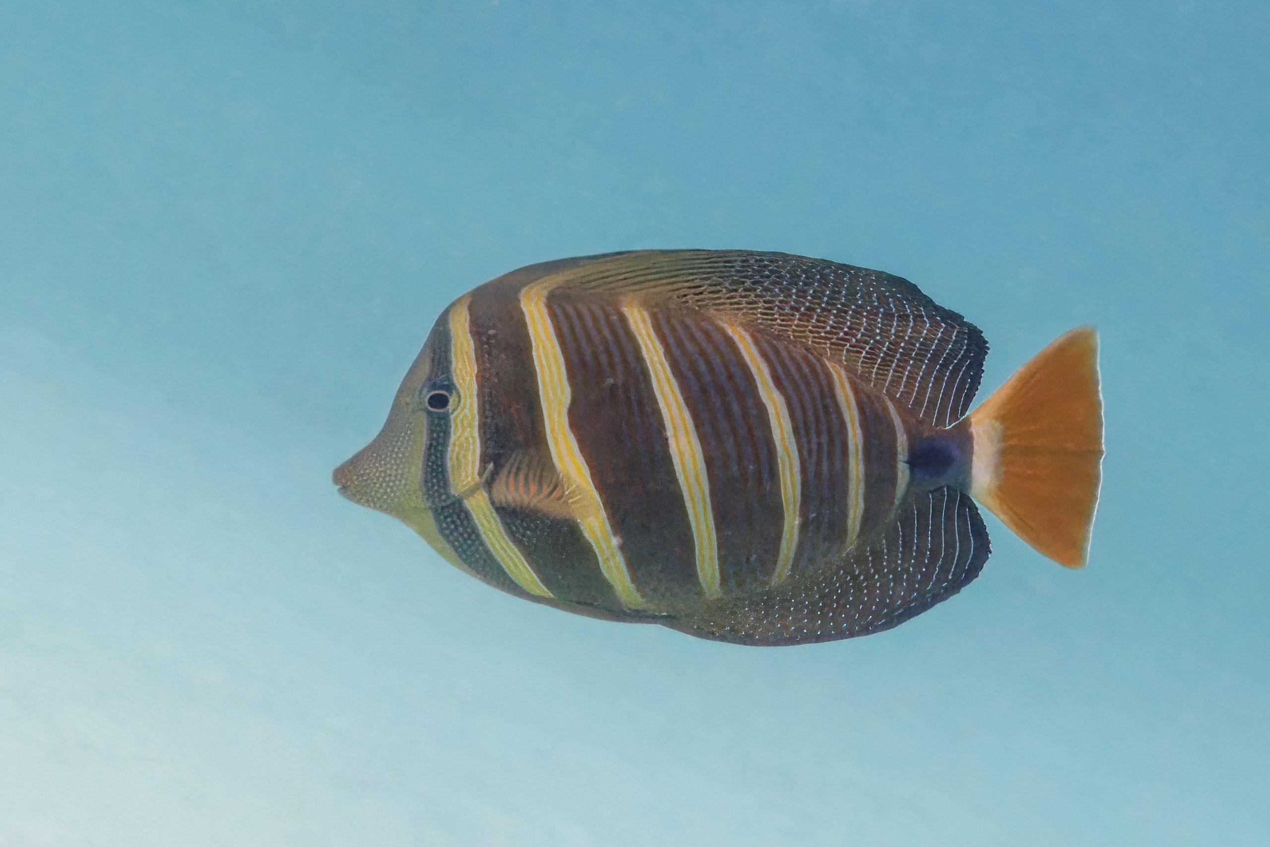 Sailfin Tang