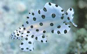 Panther Grouper