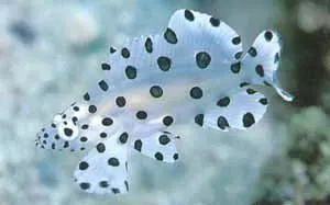 Panther Grouper