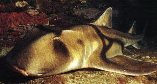 Port Jackson Shark
