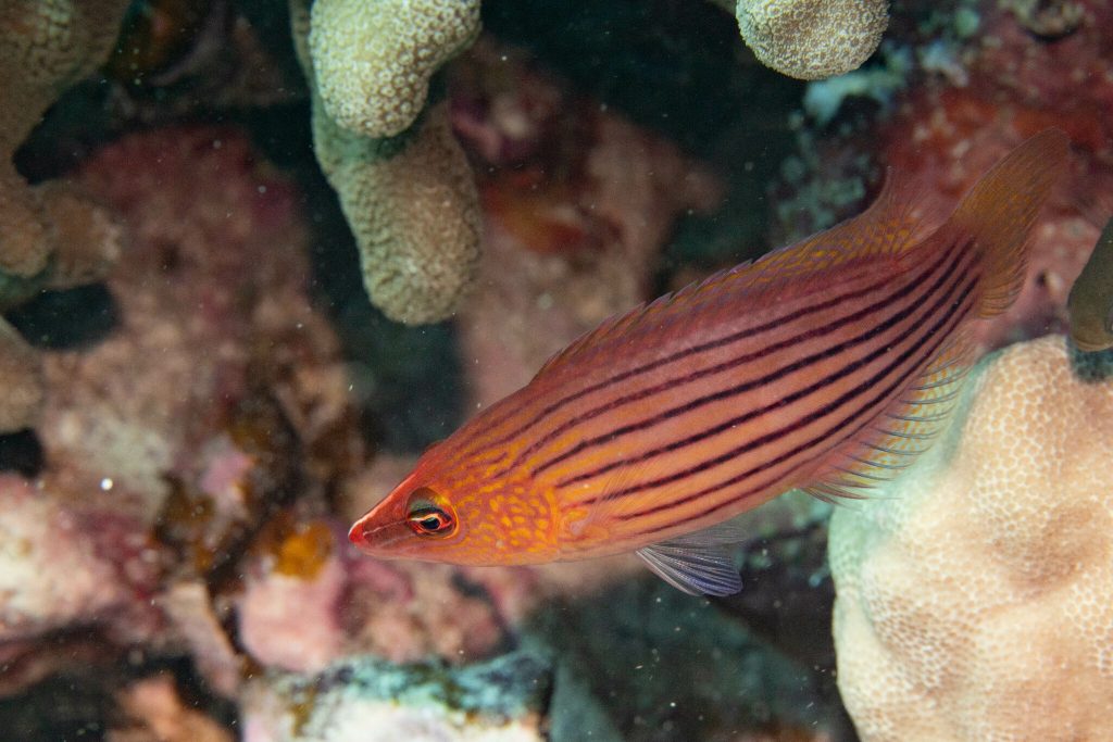 Eight Line Wrasse