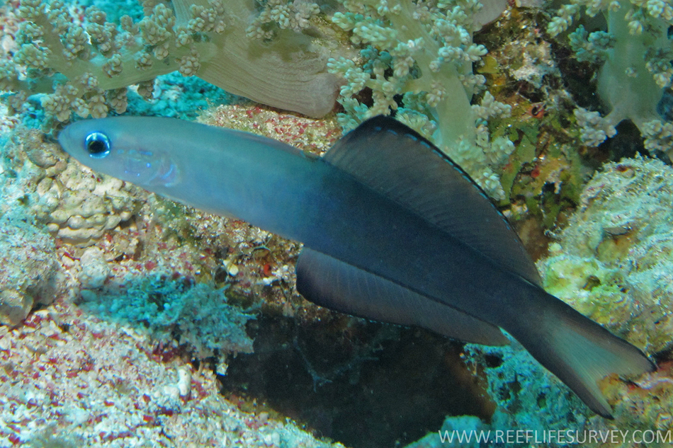 Scissor Tail Goby