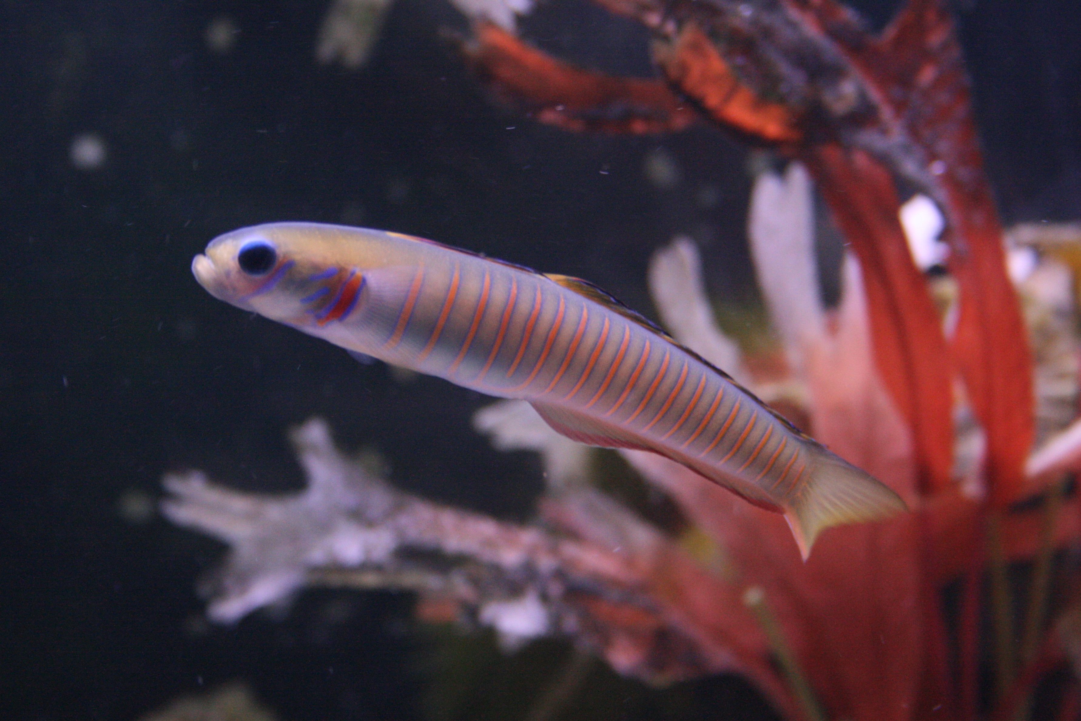 Gobies