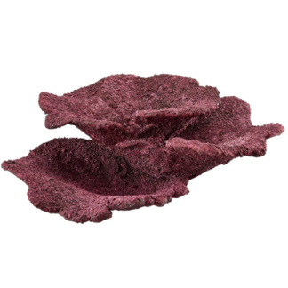 Real Reef Plate Coral (1 pc)
