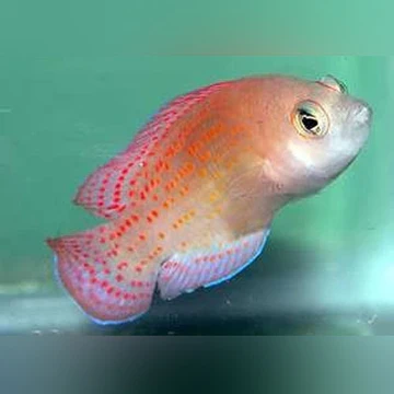Red Dottyback (Dampiera)