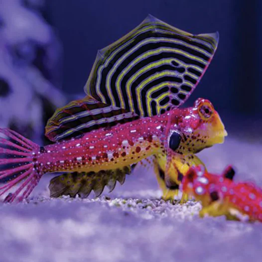 Red Scooter Dragonet