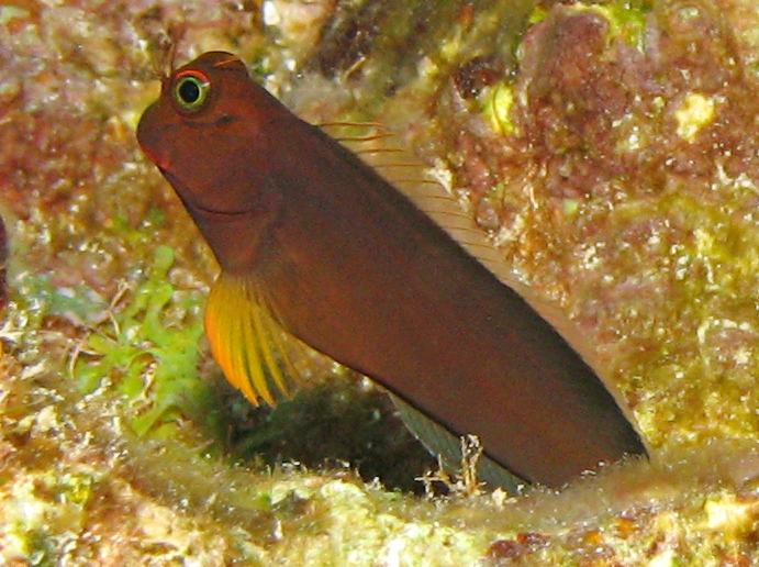 Redlip Blenny