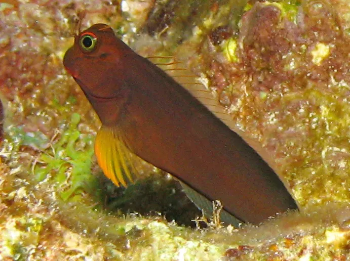 Redlip Blenny