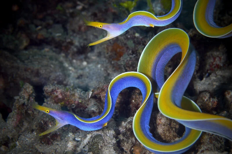 Ribbon Eel