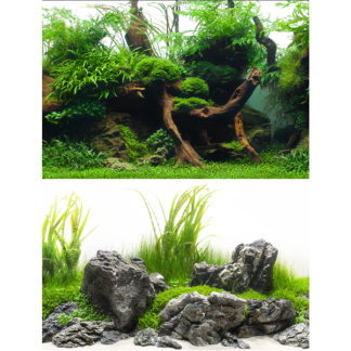 Seaview Greenspike / Amazonia 24" x 50' Double Sided Background