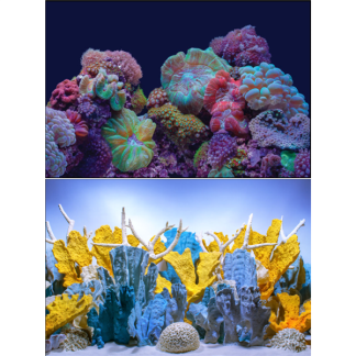 Seaview Coral Bliss/ Luscia Reef 24" x 50' Double Sided Background
