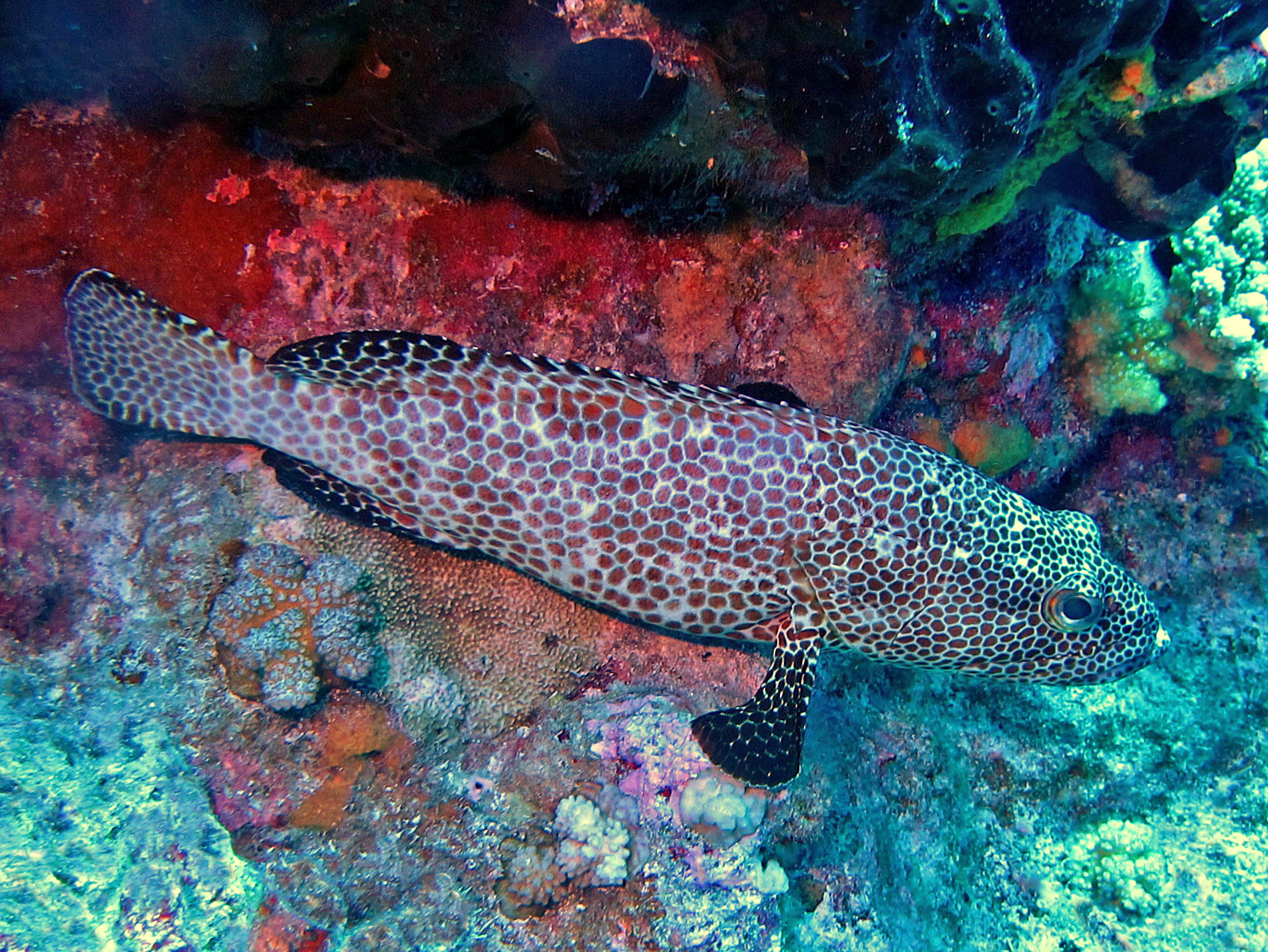 Spotted Grouper