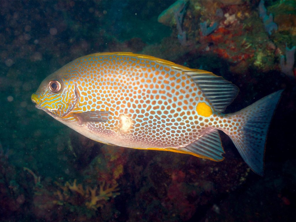 Orange Spotted Rabbitfish