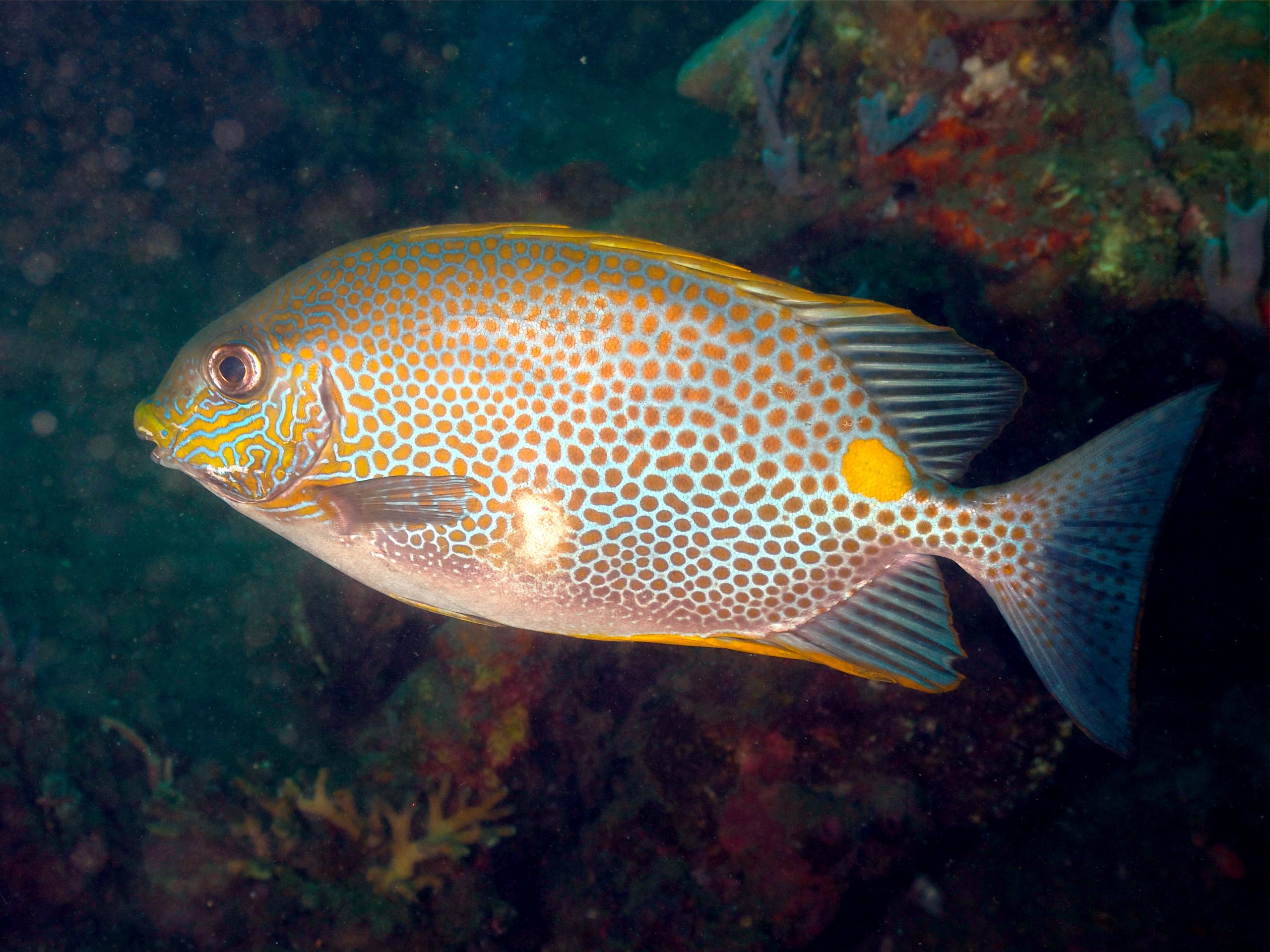 Orange Spotted Rabbitfish