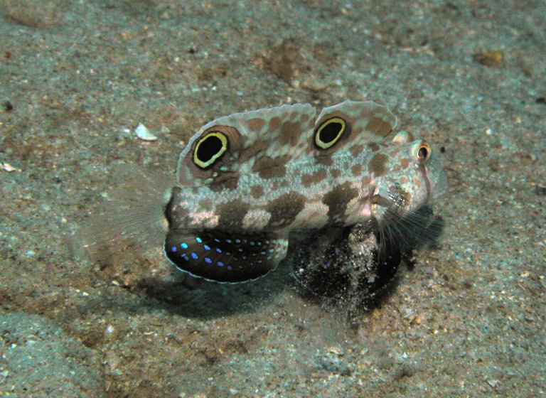Twin Spot Goby