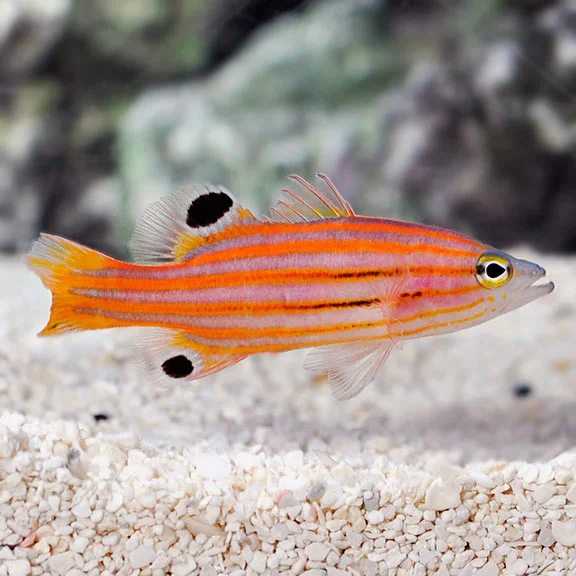 Swissguard Basslet