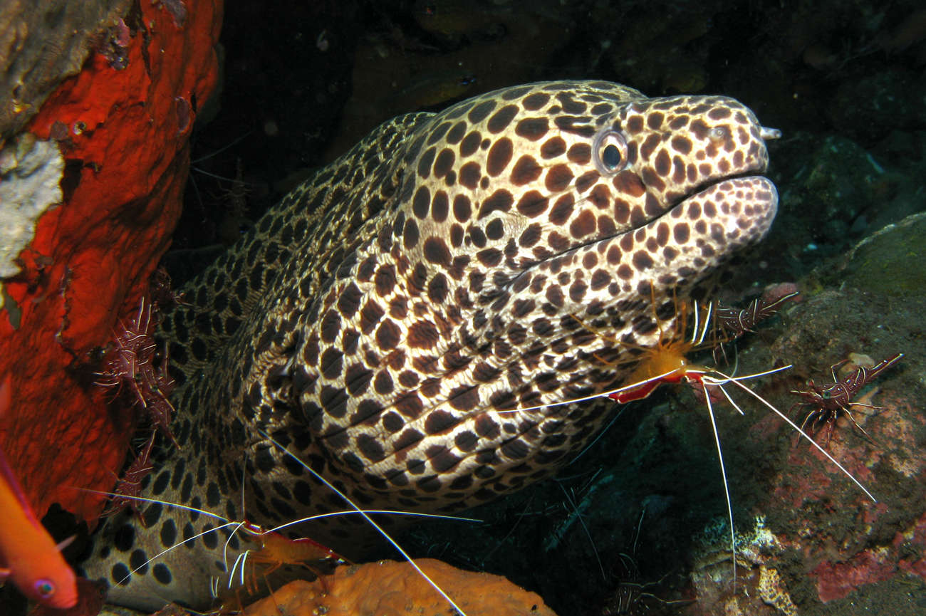 Tessalata Moray