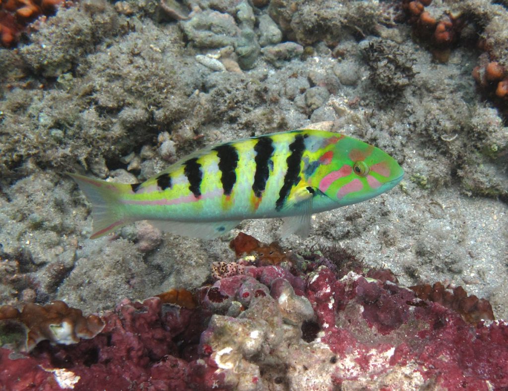 Hardwicki Wrasse