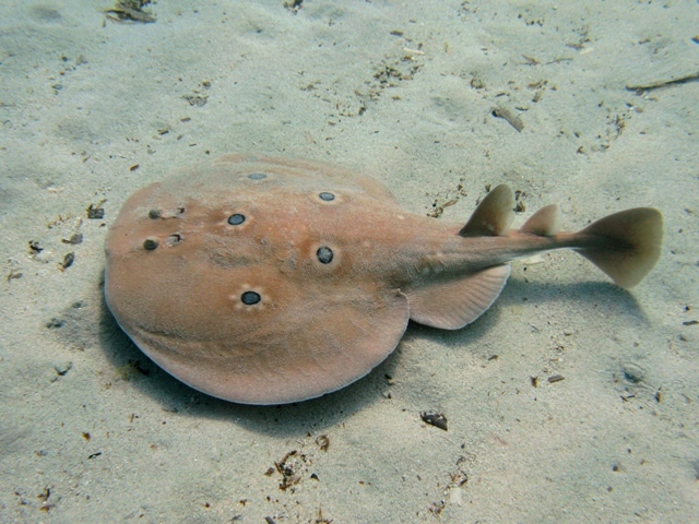 Torpedo Ray