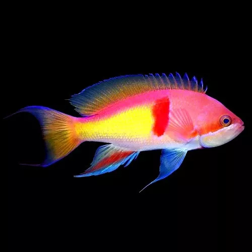 Tricolor Anthias