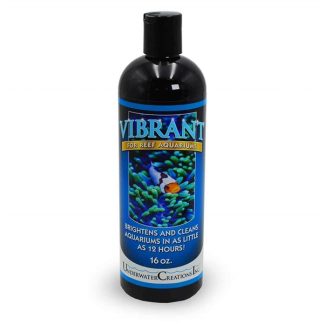 Vibrant Reef