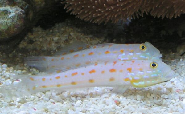 Orange Spotted Sleeper Goby
