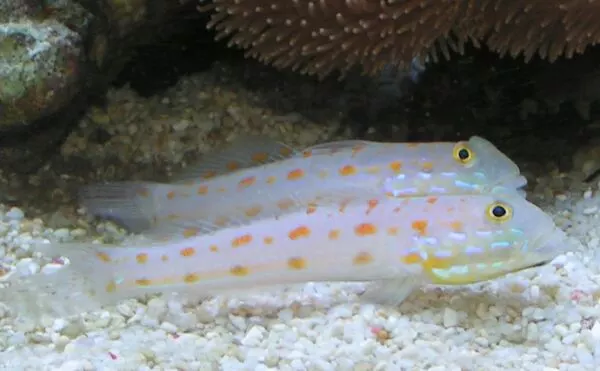 Orange Spotted Sleeper Goby