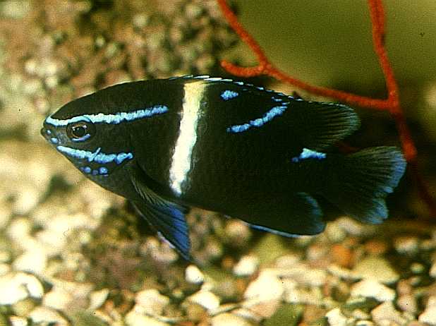 Velvet Damsel